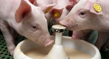 Jak správně chovat sušené mléko, jeho složení a hodnota pro selata